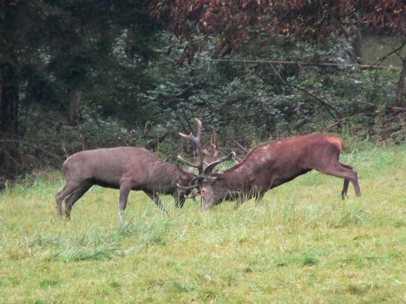 Red deer, antlers locked in battle.