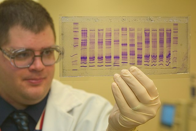 A Customs and Border Protection scientist reads a DNA profile to determine the origin of a commodity