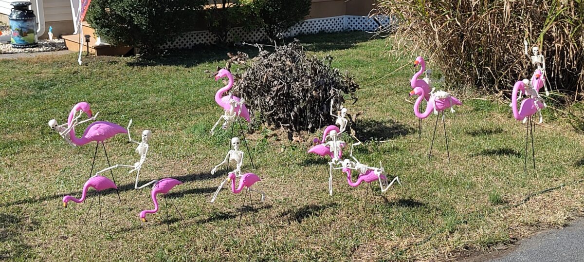 Small skeletons riding on the backs of pink lawn flamingos for Halloween